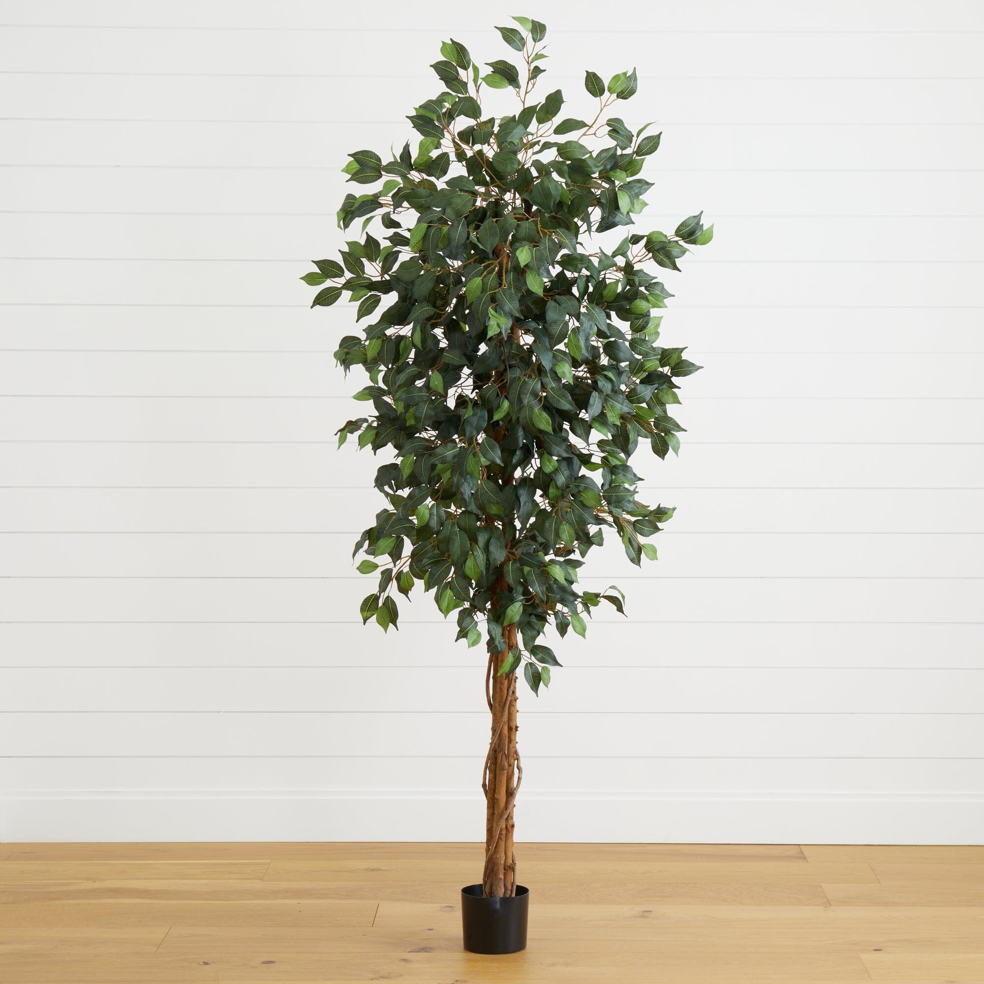 6' Ficus Silk Tree 