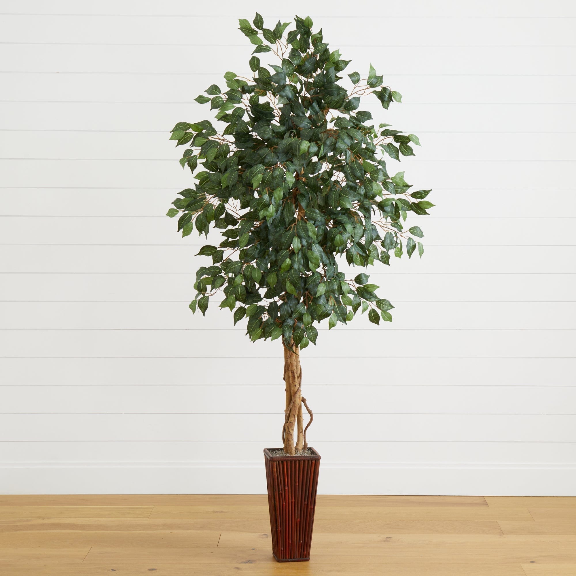 6' Ficus Tree W Bamboo Planter 