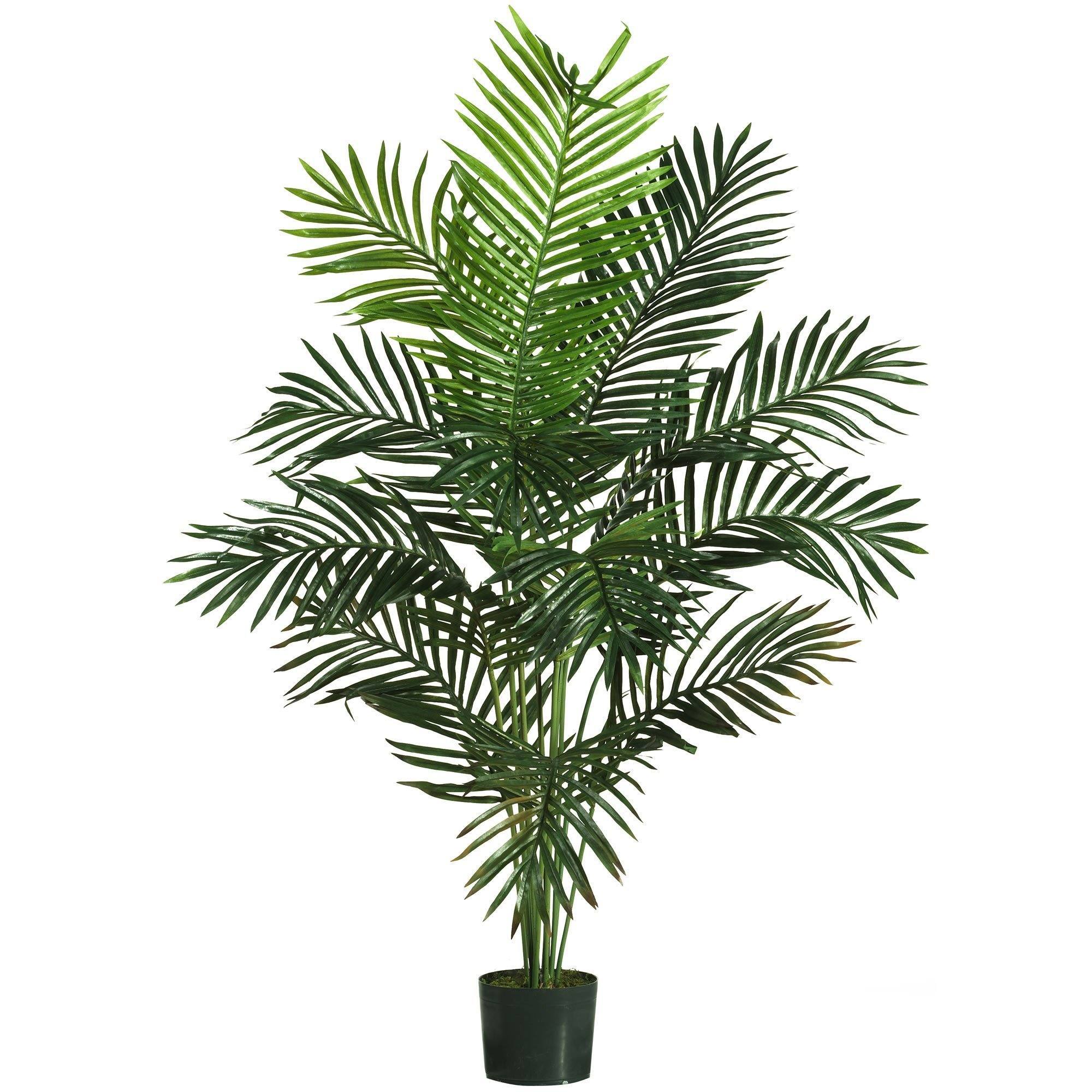Palms of Paradise - Check Out Our Wholesale Price List ﻿Here﻿
