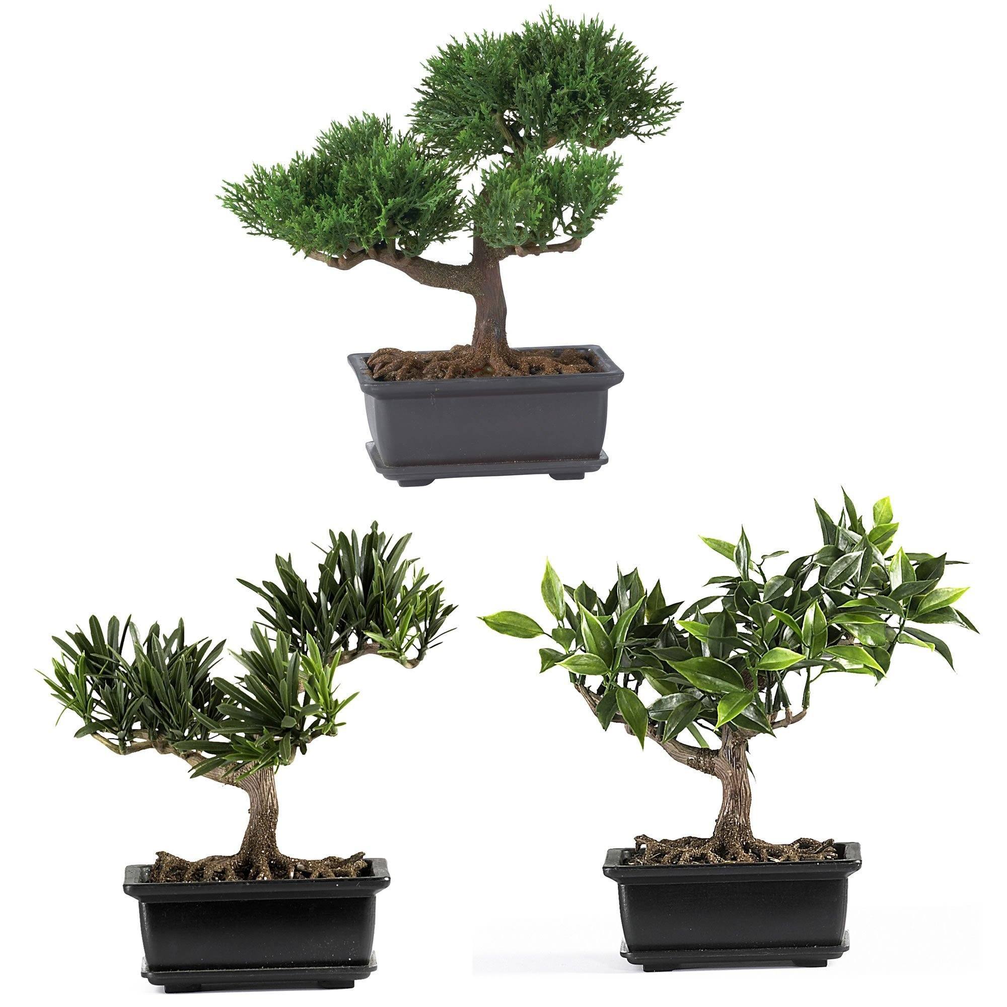 A Japanese Bonsai tree that looks like a forest ($16,000) : r