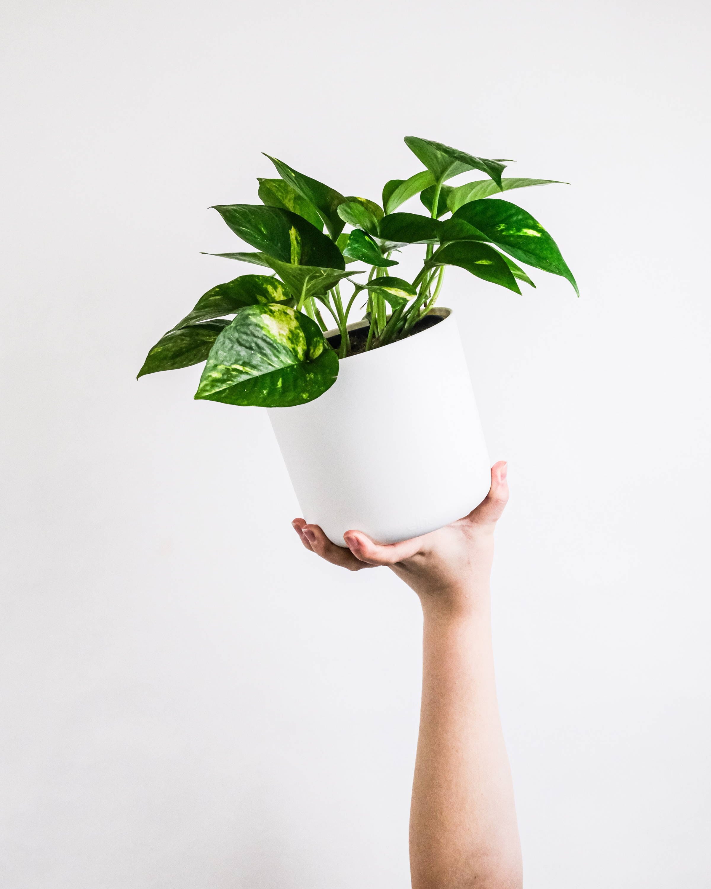 8 Reasons Why You Should Consider Buying a Fake Pothos Plant – Nearly ...