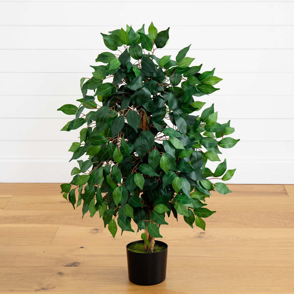 3' Ficus Silk Tree