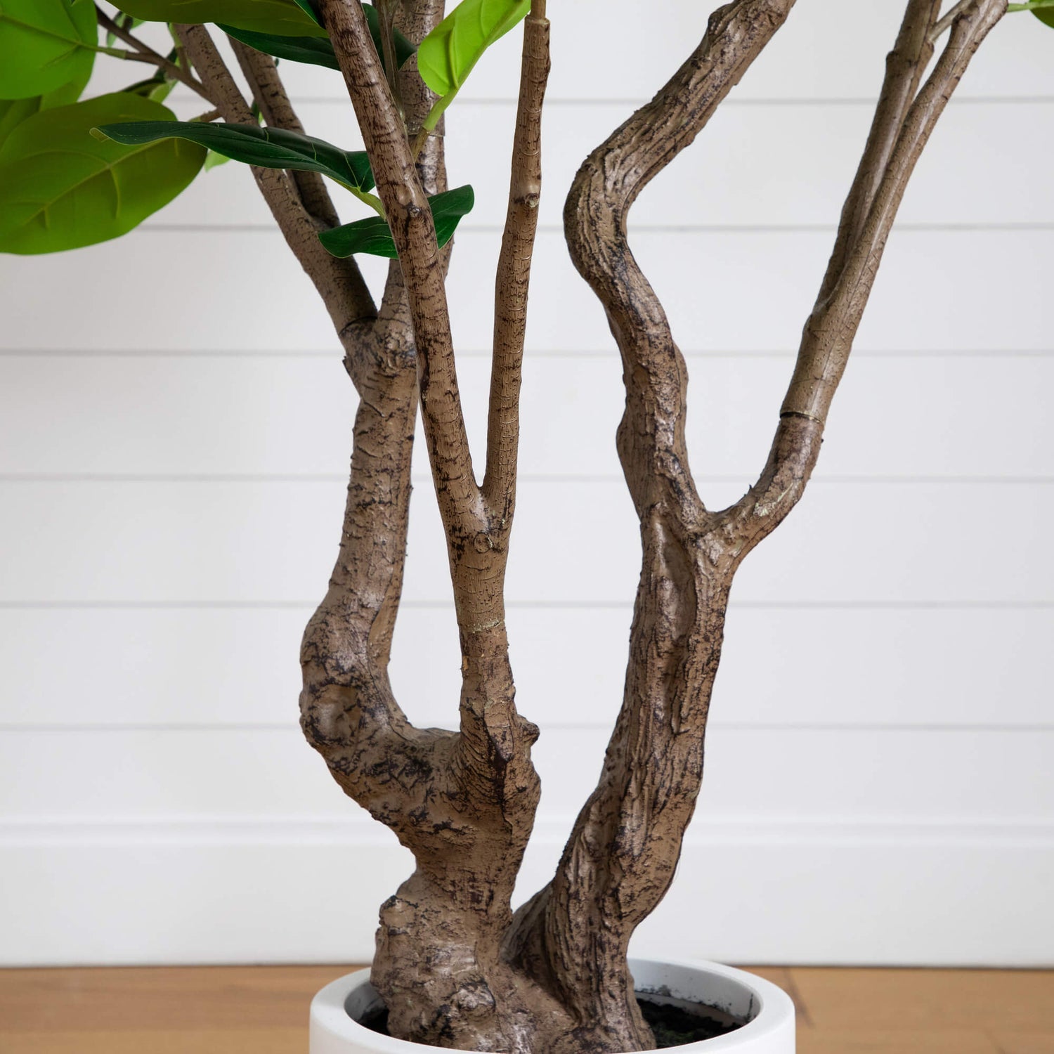 6’ Artificial Grand Audrey Ficus Leaf Tree in White Decorative Planter