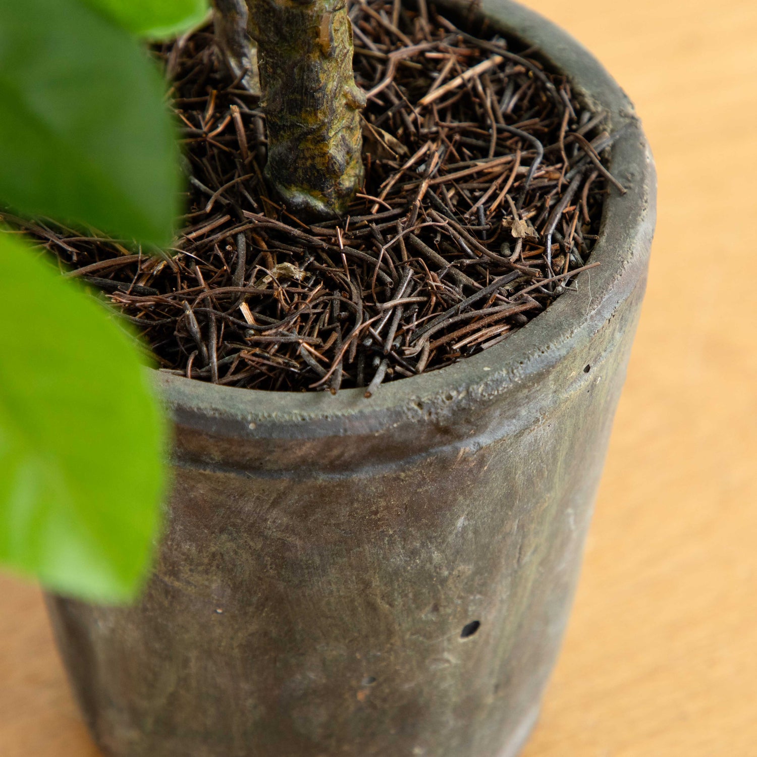 3’ Ficus Artificial Tree in Planter