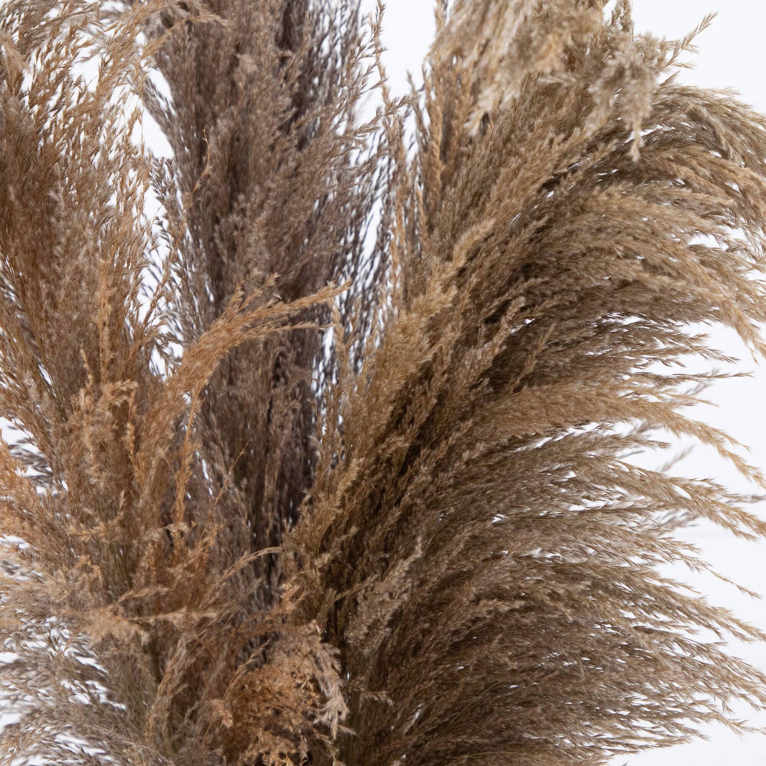 30” Dried Natural Pampas Arrangement in Ceramic Vase