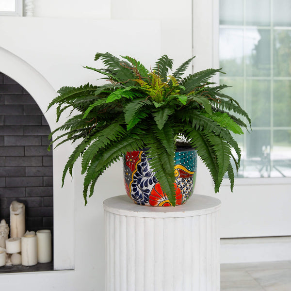 32” Artificial Double Boston Fern in Handmade Mexican Talavera Ceramic Planter