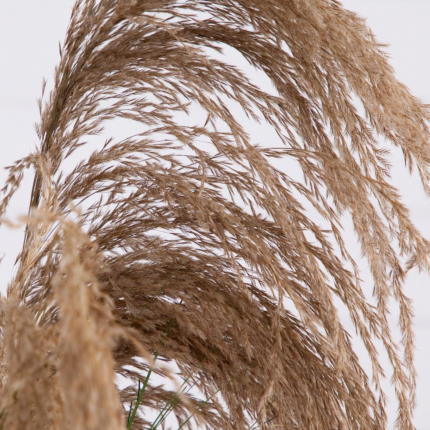 4’ Artificial Pampas Grass