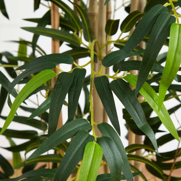 4' Multi Bambusa Bamboo Silk Tree