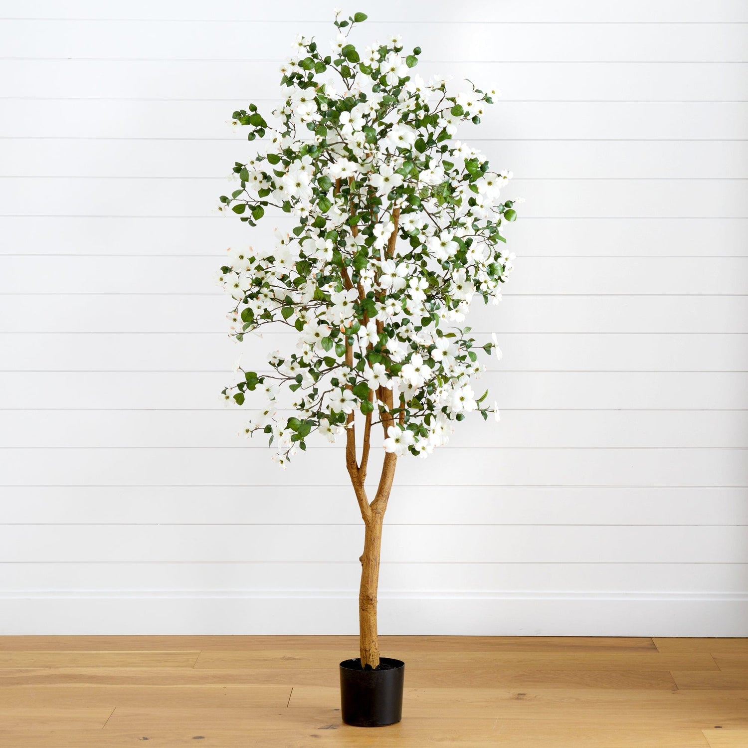 5' Dogwood Silk Tree