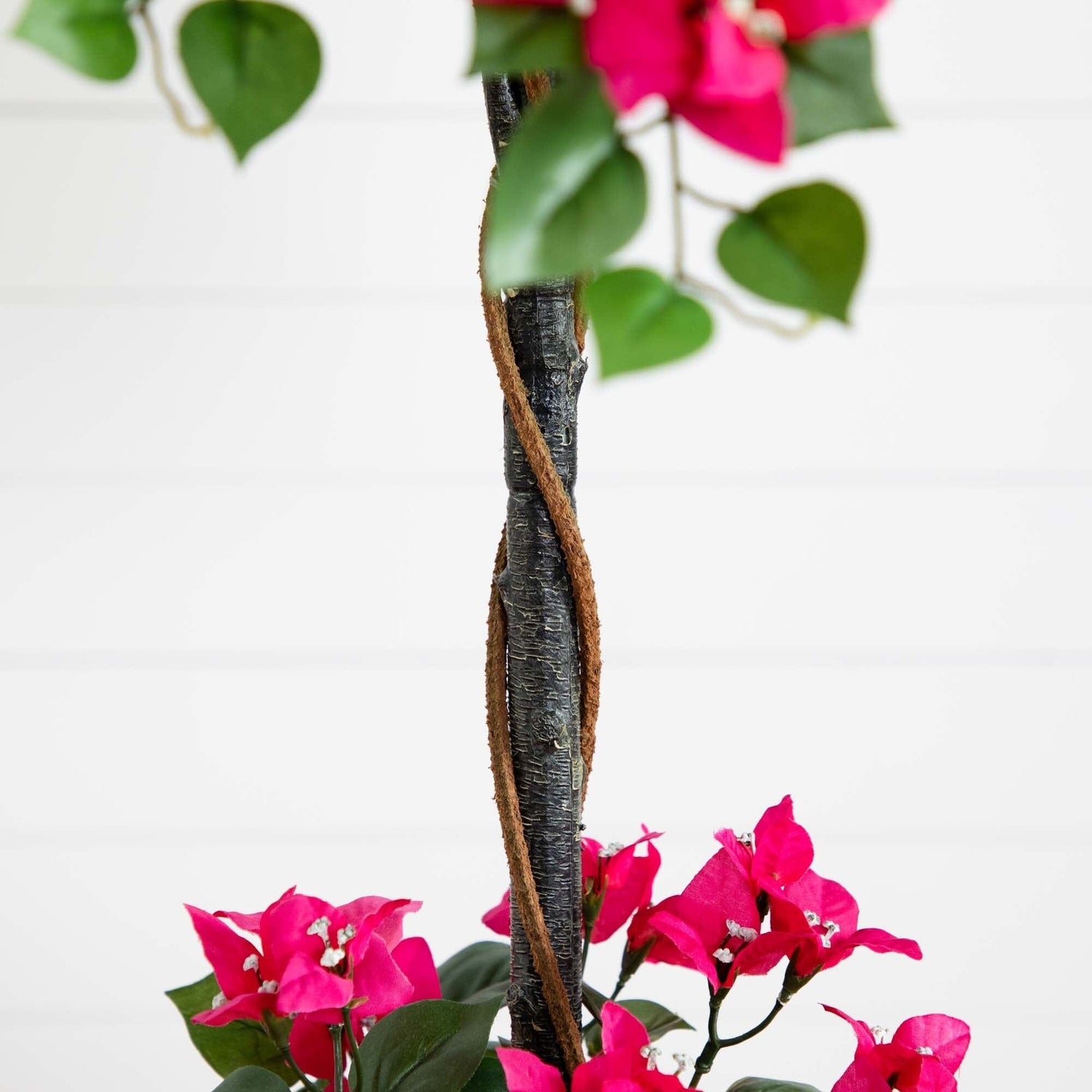 5' Mini Bougainvillea Topiary