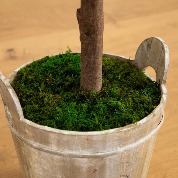 5’ Olive Tree in Farmhouse Planter