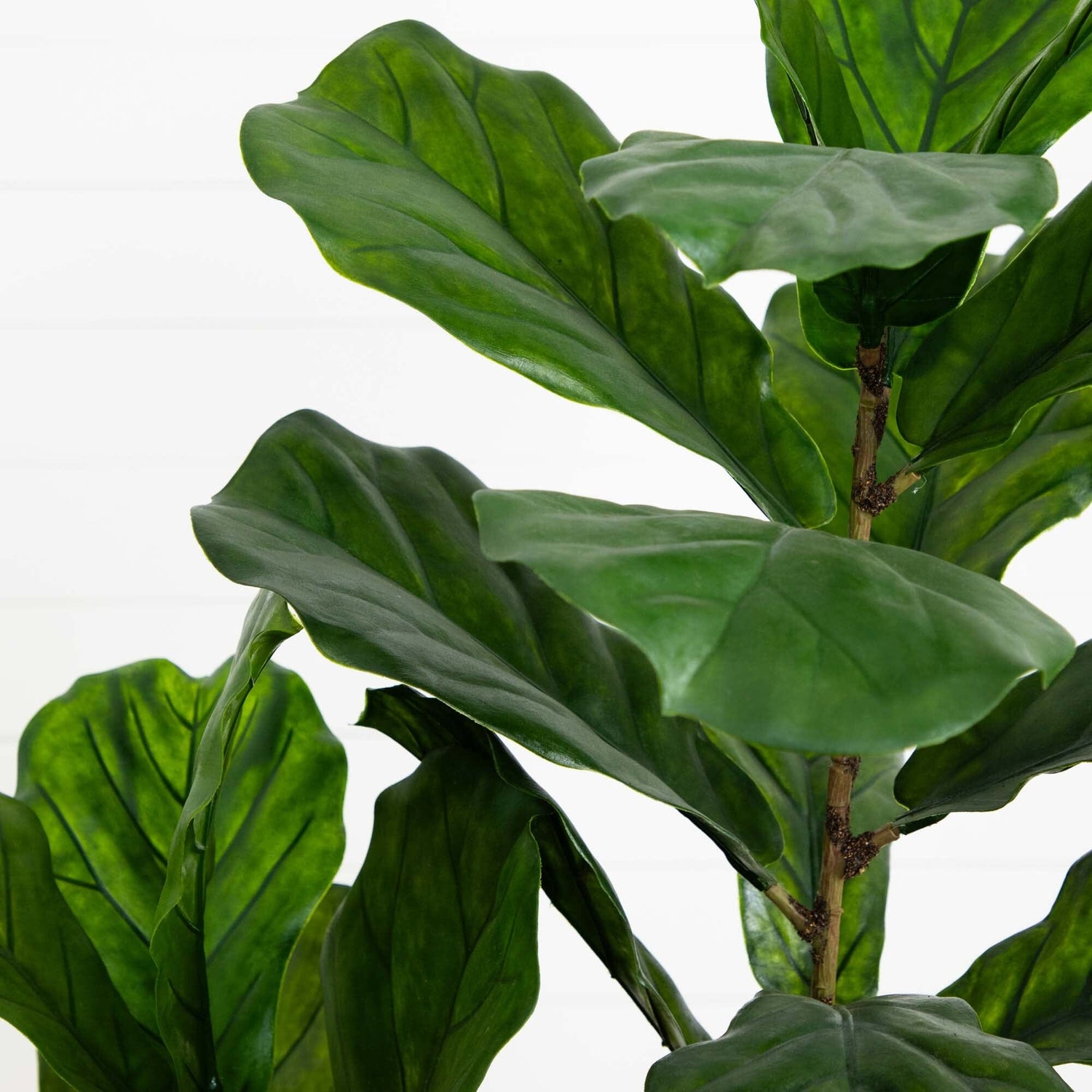 5.5’ Fiddle Leaf Artificial Tree in White Metal Planter(Indoor/Outdoor)