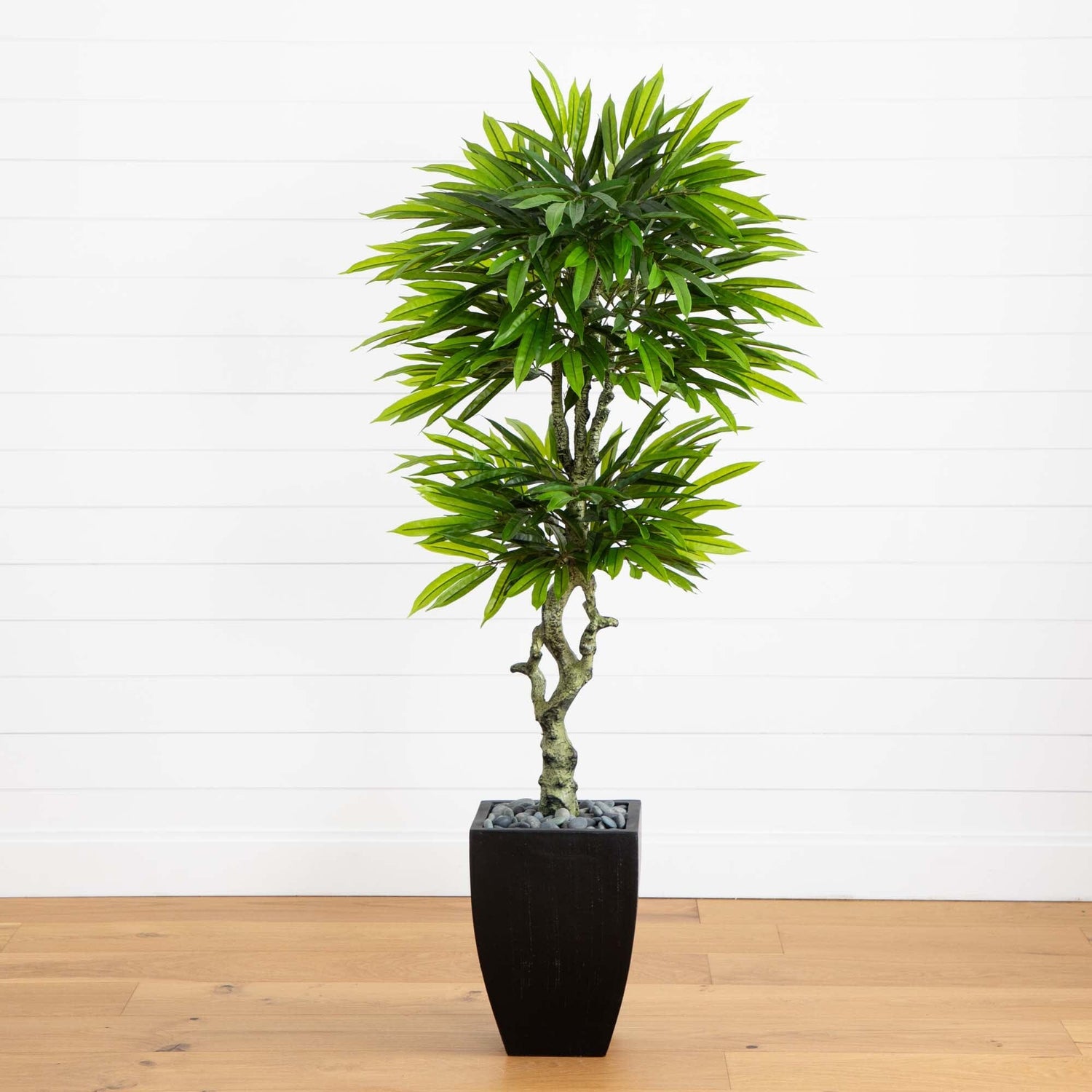 5.5’ Mango Artificial Tree in Black Wash Planter (Indoor/Outdoor)