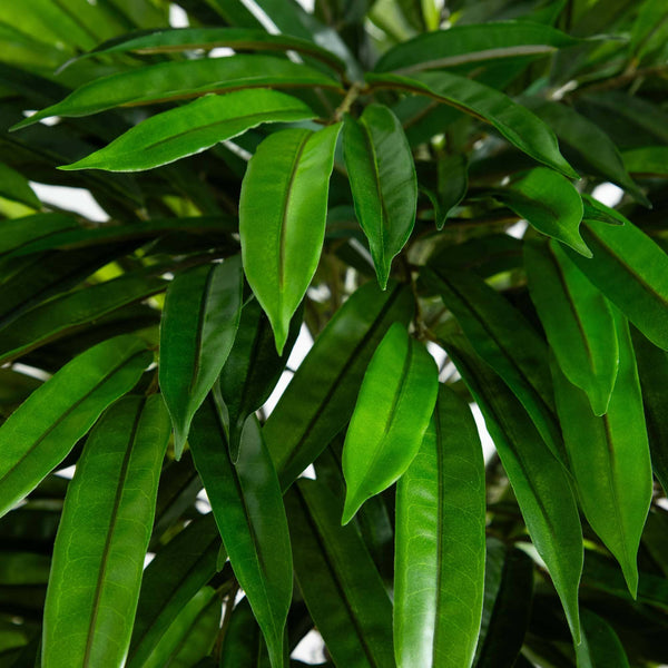 5.5’ Mango Artificial Tree in Black Wash Planter (Indoor/Outdoor)