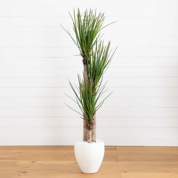 5.5’ Yucca Artificial Tree in White Planter