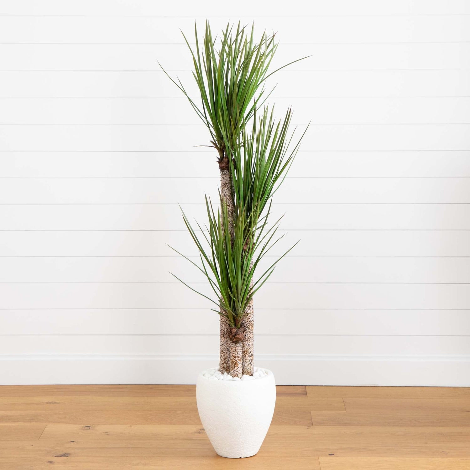 5.5’ Yucca Artificial Tree in White Planter