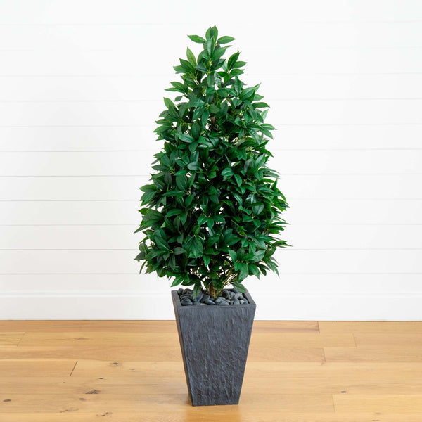 57” Bay Leaf Cone Topiary Tree in Slate Planter (Indoor/Outdoor)