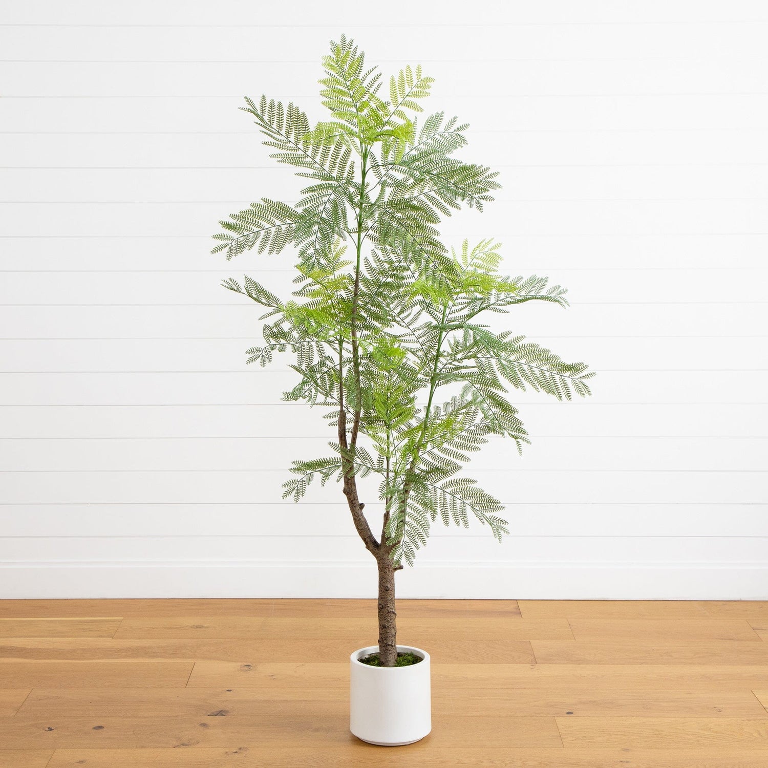 6’ Artificial Jacaranda Tree in White Decorative Planter