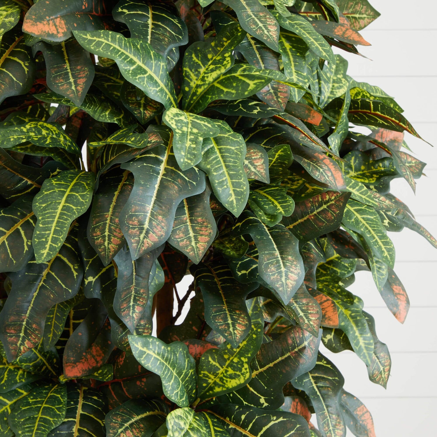 6' Croton Silk Tree