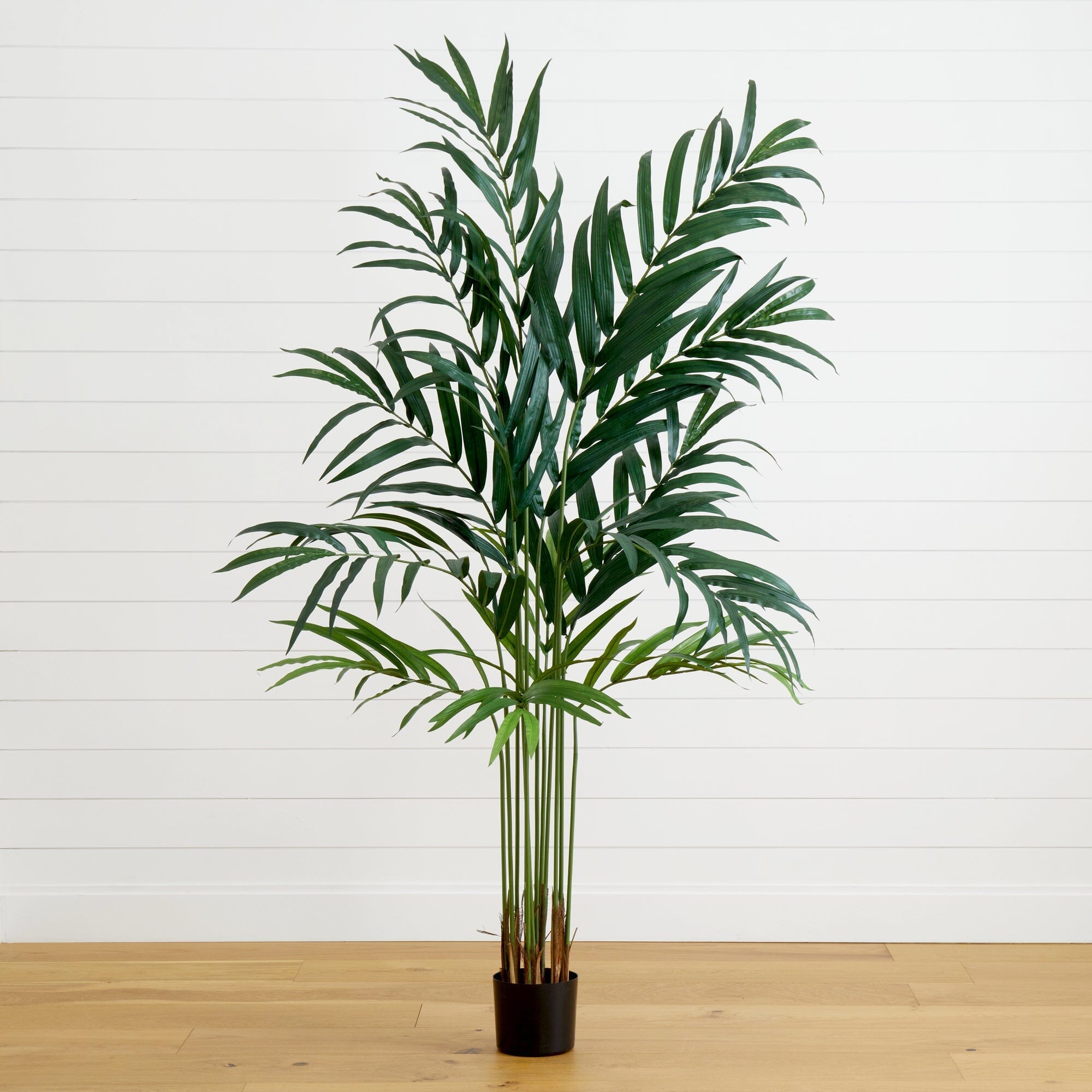 6’ Kentia Palm Tree | Nearly Natural