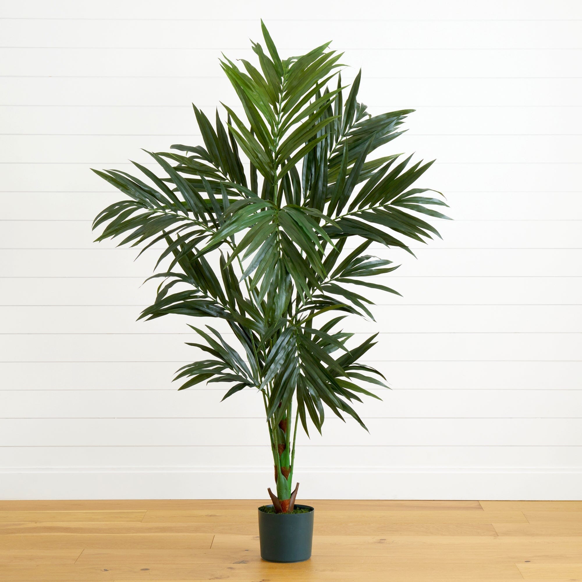 6' Kentia Silk Tree | Nearly Natural