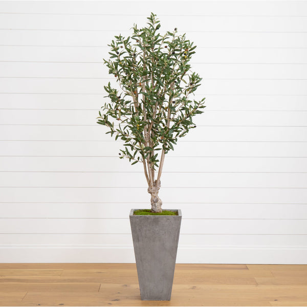 6’ Olive Tree in Stone Planter