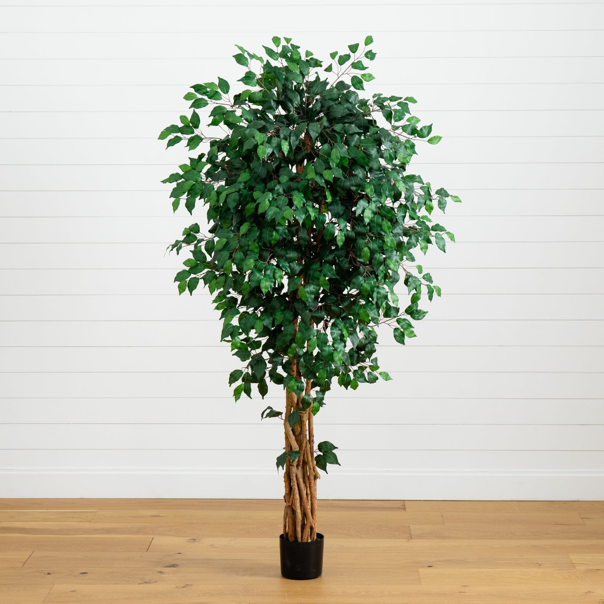 High quality 6-foot Ficus Tree in Basket,sdh