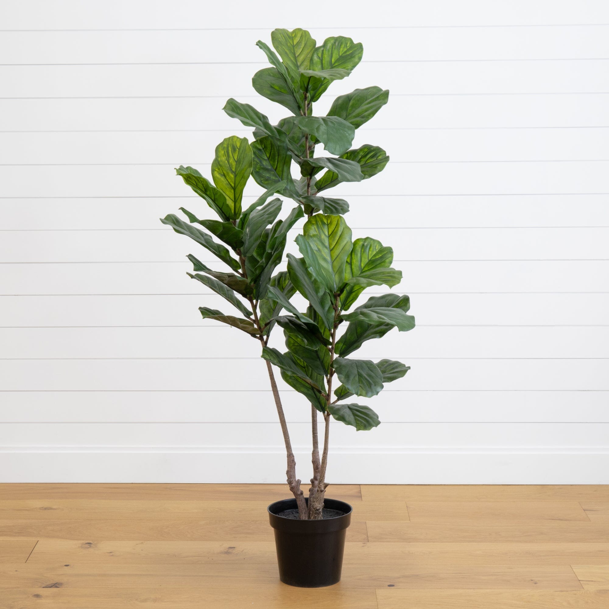 65” Fiddle Leaf Tree UV Resistant (Indoor/Outdoor) | Nearly Natural