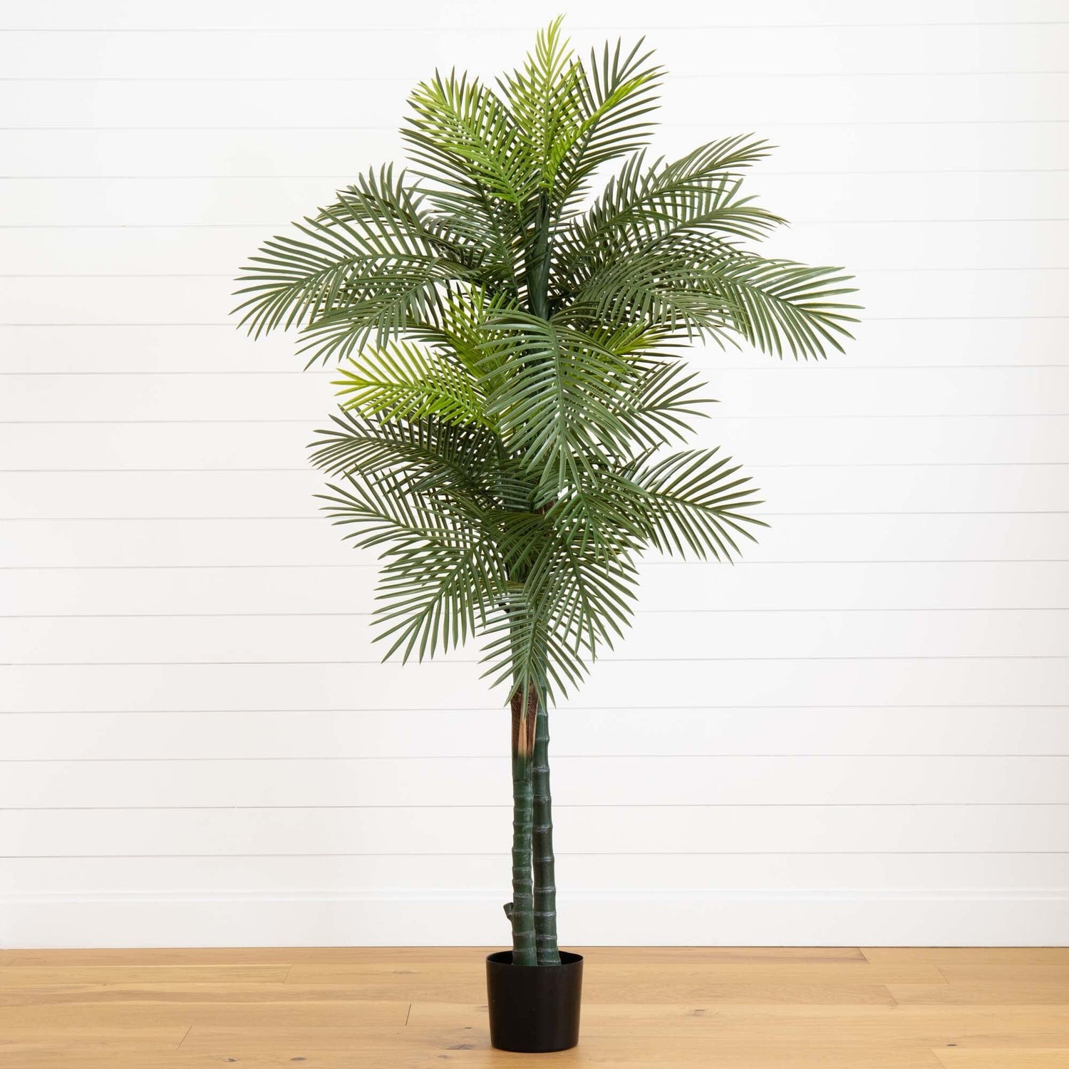 7’ Double Robellini Palm Tree UV Resistant (Indoor/Outdoor)