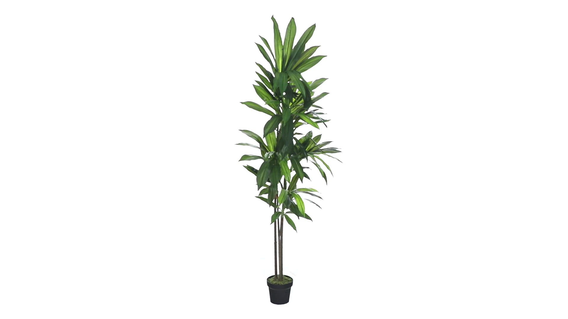 6’ Dracaena Silk Plant (Real Touch) | Nearly Natural