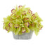 12” Cymbidium Orchid Arrangement in Tin White Vase