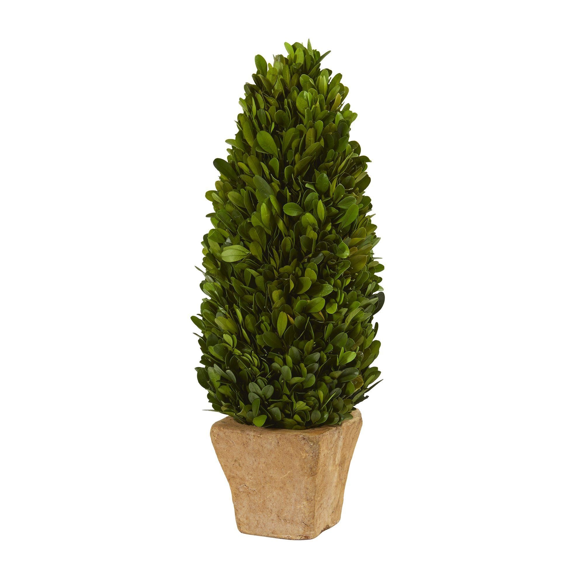 16” Boxwood Cone Preserved Plant in Planter | Nearly Natural