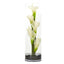 20” Calla Lily in Cylinder Glass