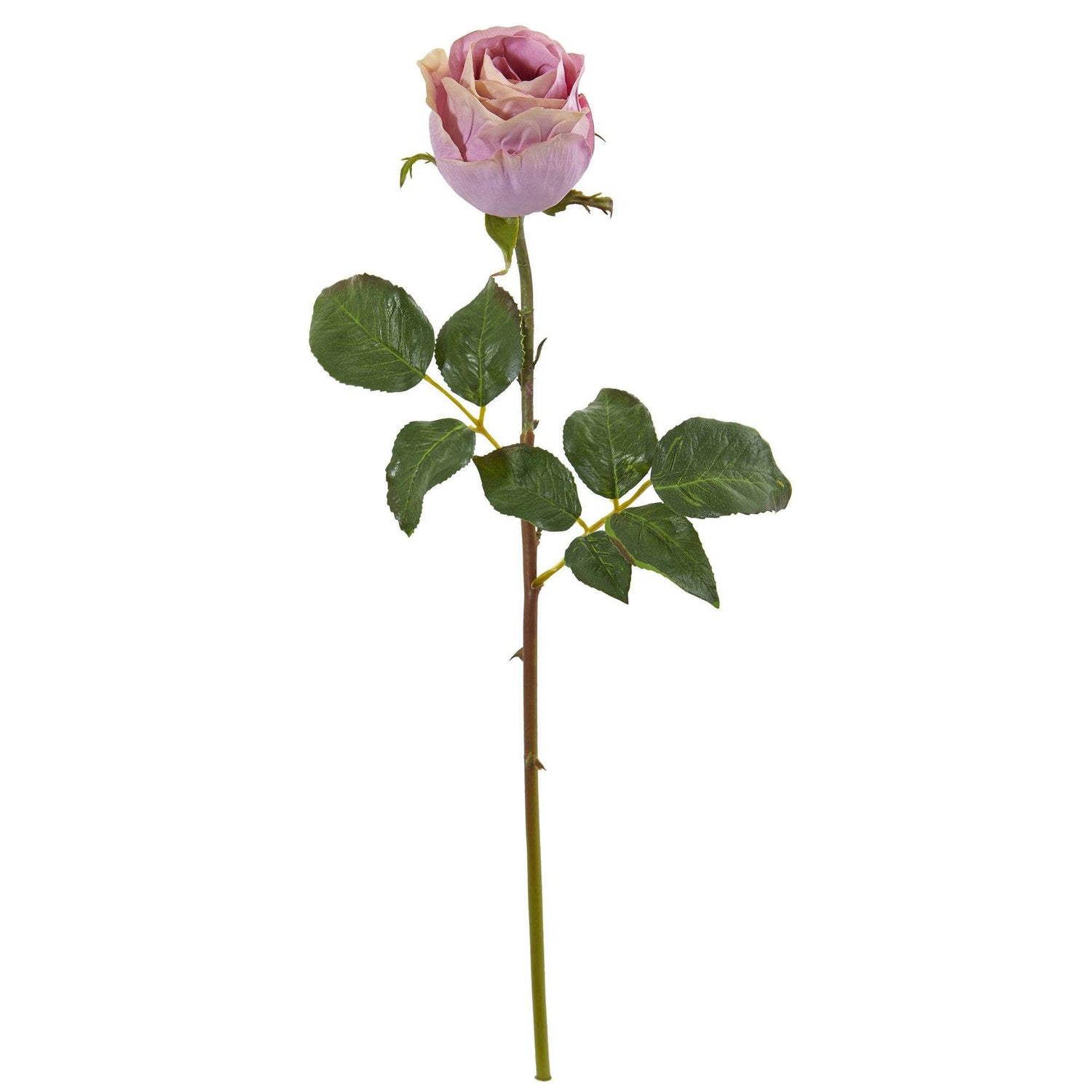 Rosebud on stem with leaves, romantic flower on transparent
