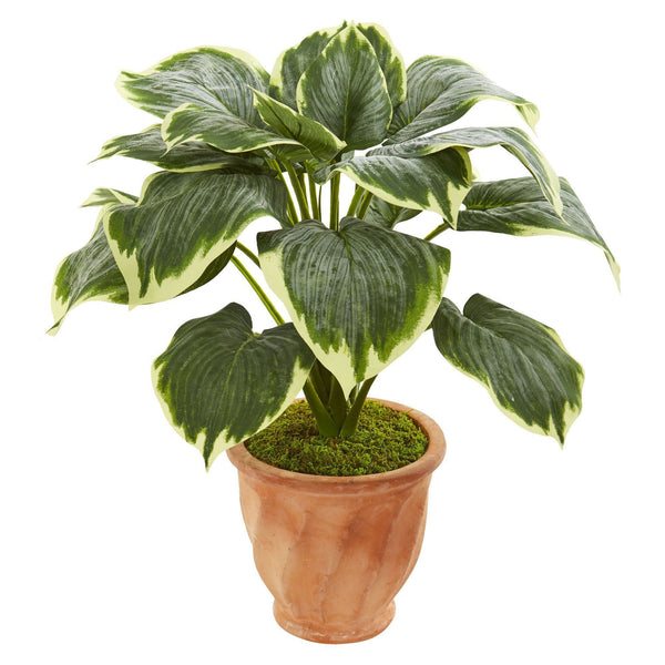 22” Variegated Hosta Artificial Plant in Terracotta Planter