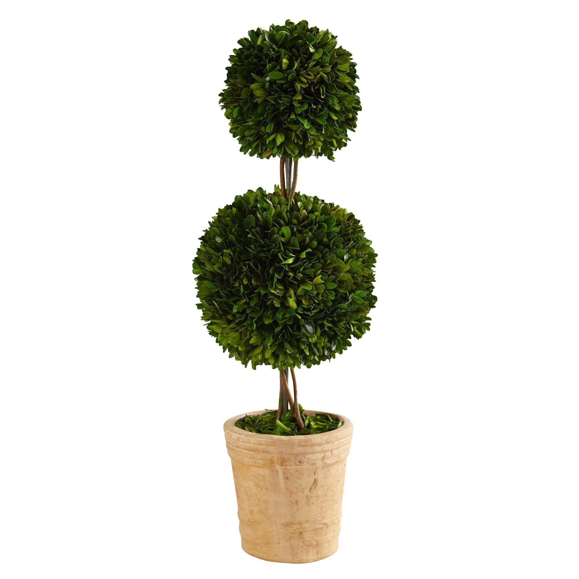 2.5’ Preserved Boxwood Double Ball Topiary Tree In Decorative Planter 