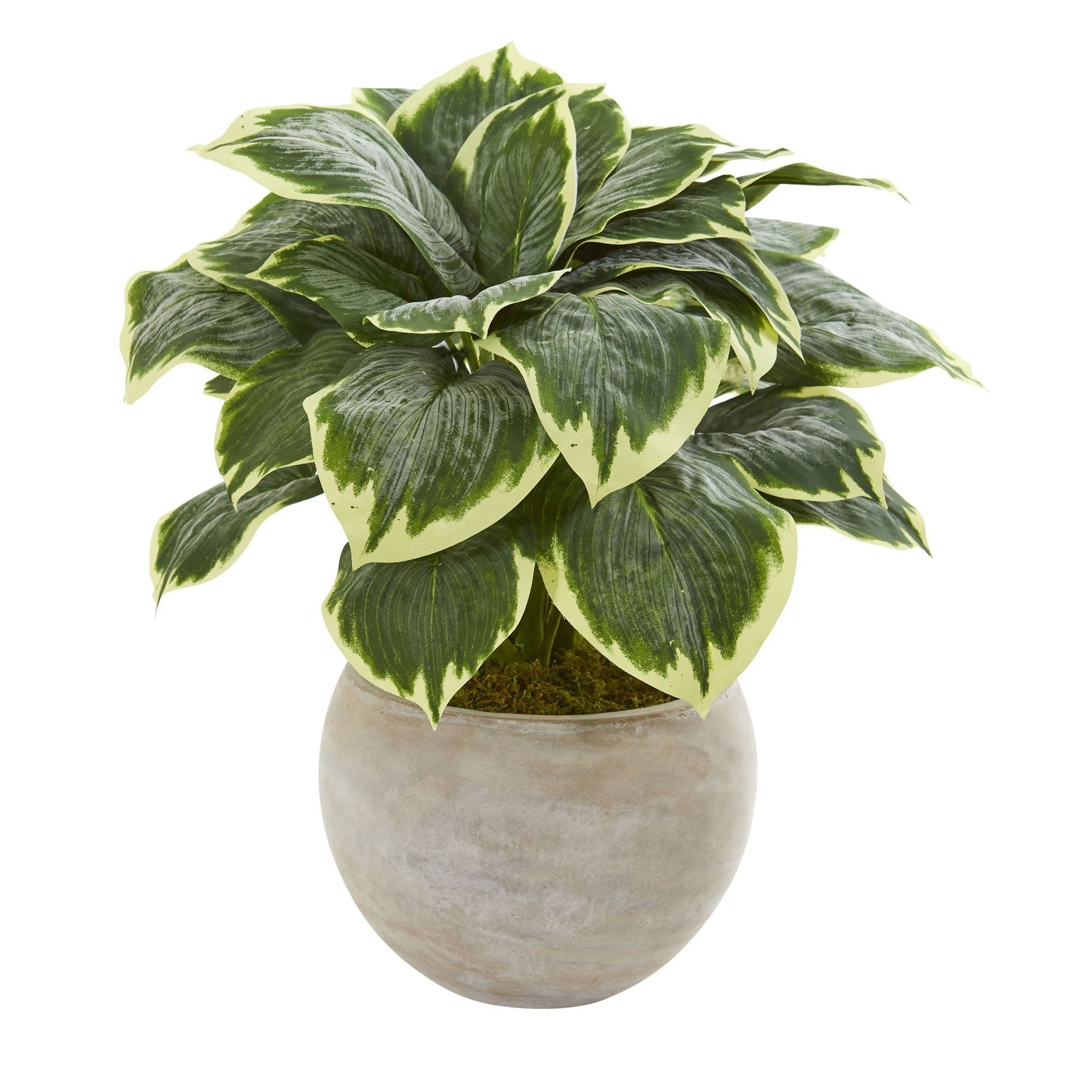 26” Variegated Hosta Artificial Plant in Sand Colored Bowl | Nearly Natural