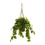 34” Peperomia Artificial Plant in Hanging Basket (Real Touch)