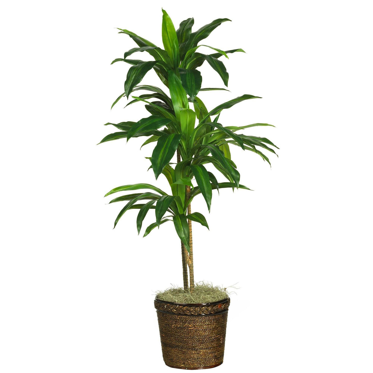 Silk Dracaena Plants | Artificial Dracaena Plants | Nearly Natural