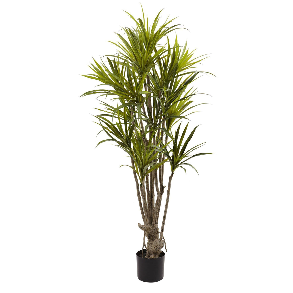 Silk Dracaena Plants | Artificial Dracaena Plants | Nearly Natural