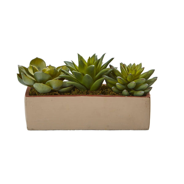 5” Mixed Succulent Pot