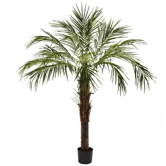 6’ Robellini Palm Tree | Nearly Natural