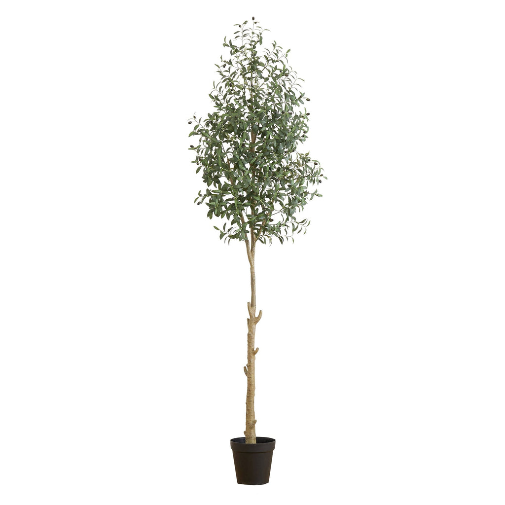 Olive Tree With Nursery Pot Extra Large 5-6 ft tall, potted plant, shipped  by Léon & George