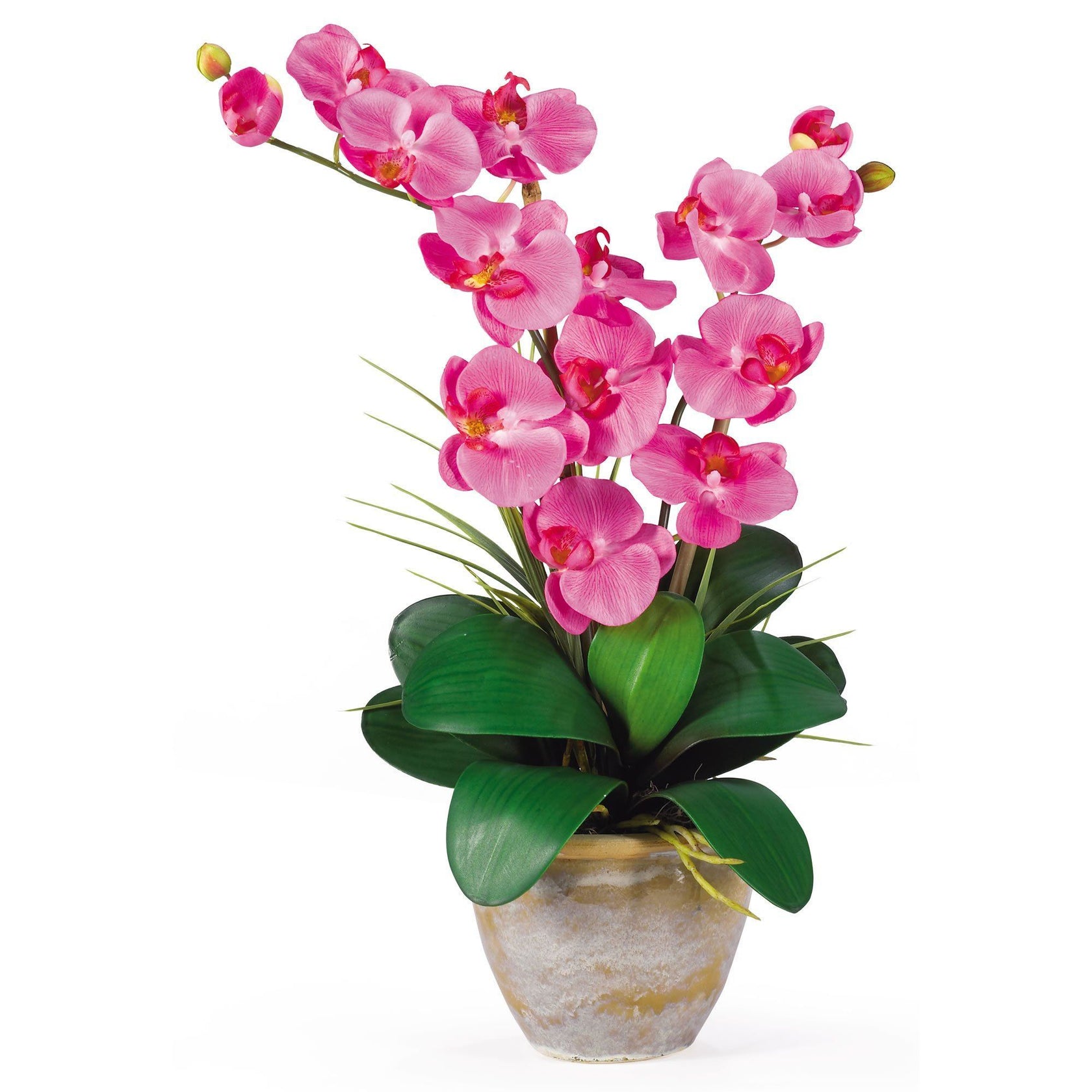 Double Stem Phalaenopsis Silk Orchid Arrangement 1026 Nearly Natural