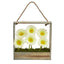 Gerber Daisy Garden in Hanging Frame