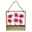 Gerber Daisy Garden in Hanging Frame