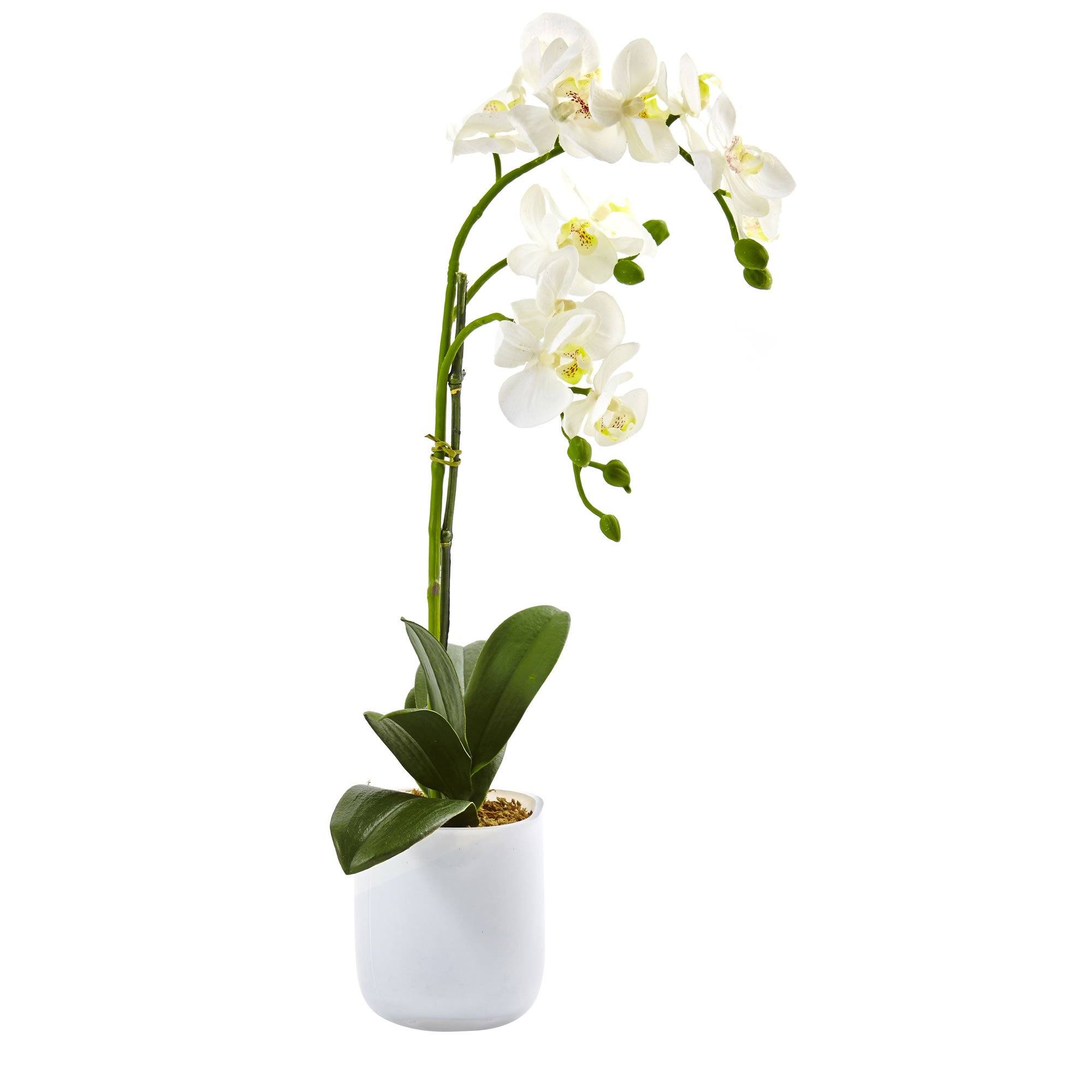 Phalaenopsis in Frosted Glass | Nearly Natural