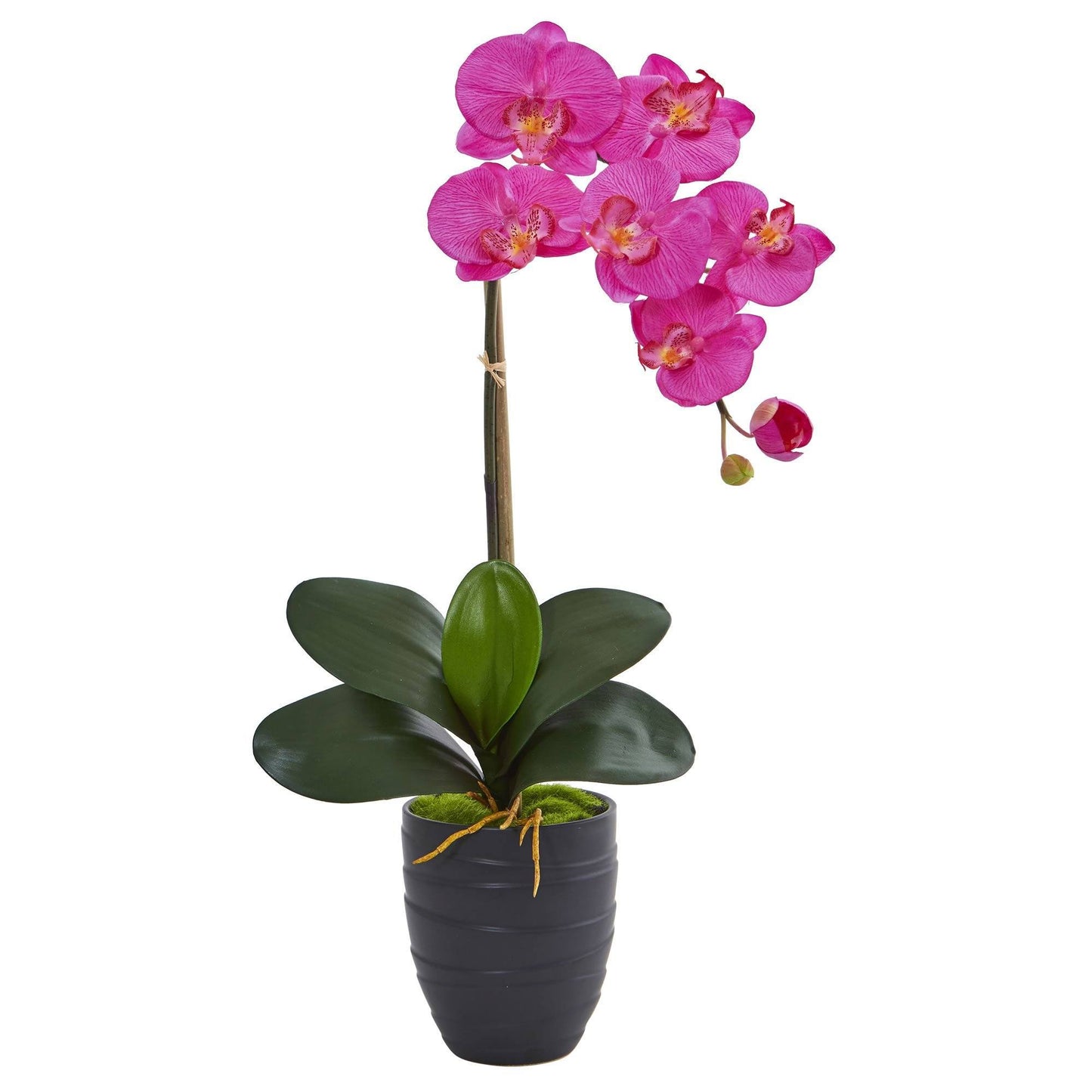 Phalaenopsis Orchid in Black Vase 1479 Nearly Natural