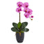 Phalaenopsis Orchid in Black Vase