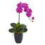 Phalaenopsis Orchid in Black Vase